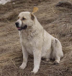 Порода собак гампр