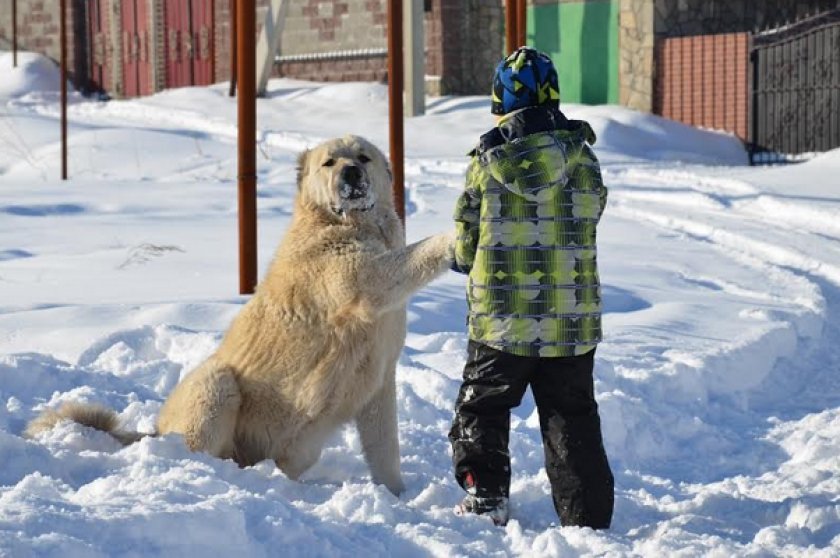 Армянский волкодав