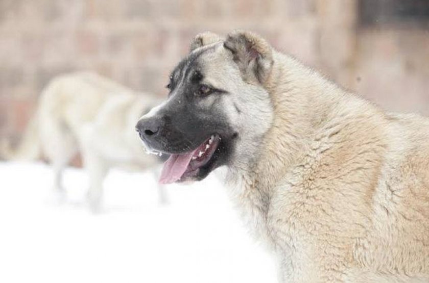 Армянский волкодав