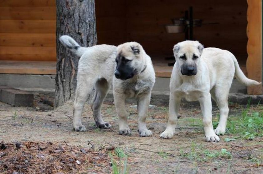 Армянский волкодав