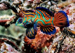 рыбки мандаринки