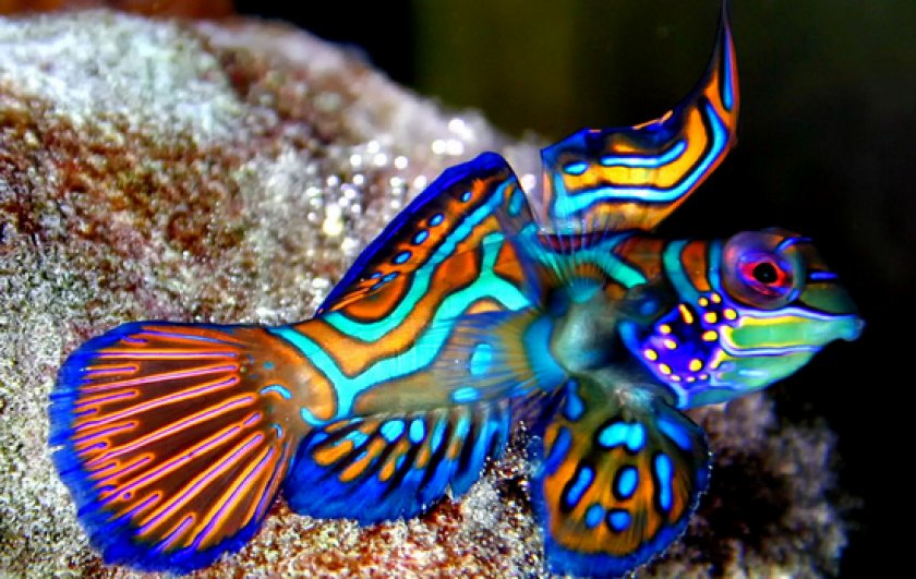 рыбки мандаринки