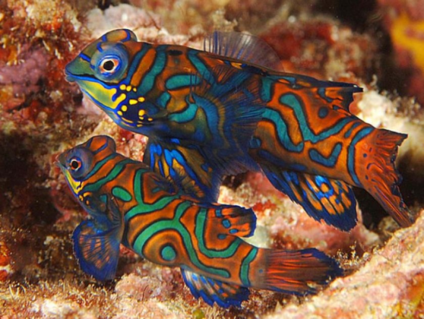 рыбки мандаринки