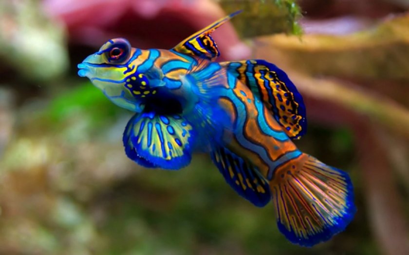 рыбки мандаринки