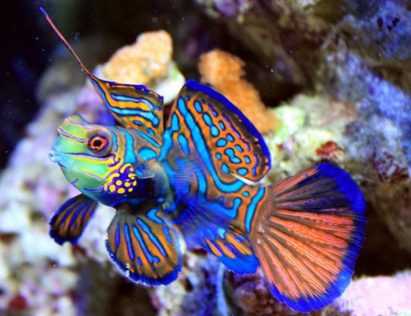 рыбки мандаринки