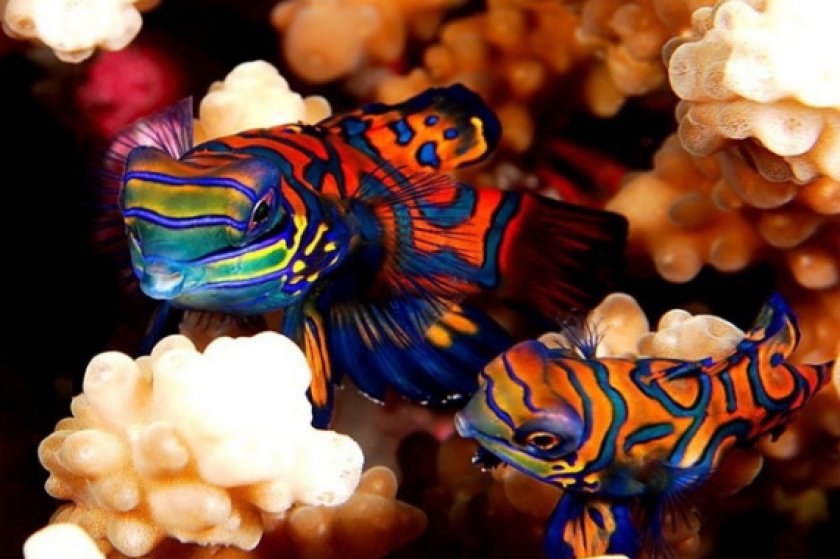 рыбки мандаринки