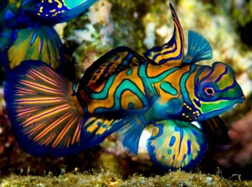 рыбки мандаринки