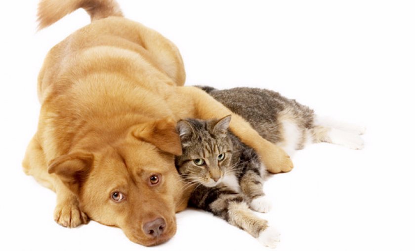 кот и собака