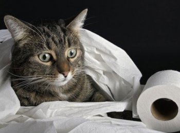 Что делать, если кошка (кот) гадит в неположенном месте: как выяснить причину и отучить питомца?