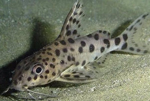 Сом-перевертыш Сом-перевертыш