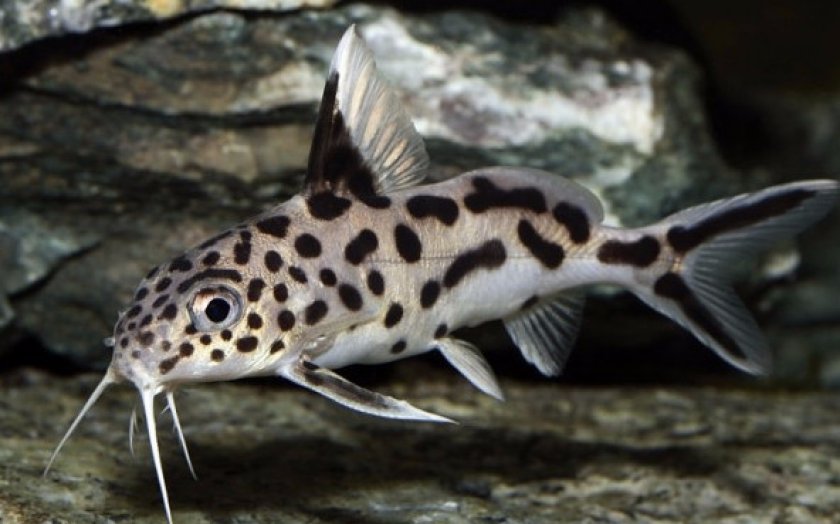 Сом-перевертыш Сом-перевертыш