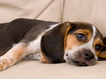 Какие бывают виды глистов у собак?