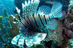 Крылатка Крылатка