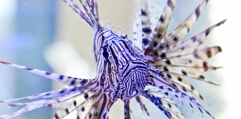 Крылатка Крылатка