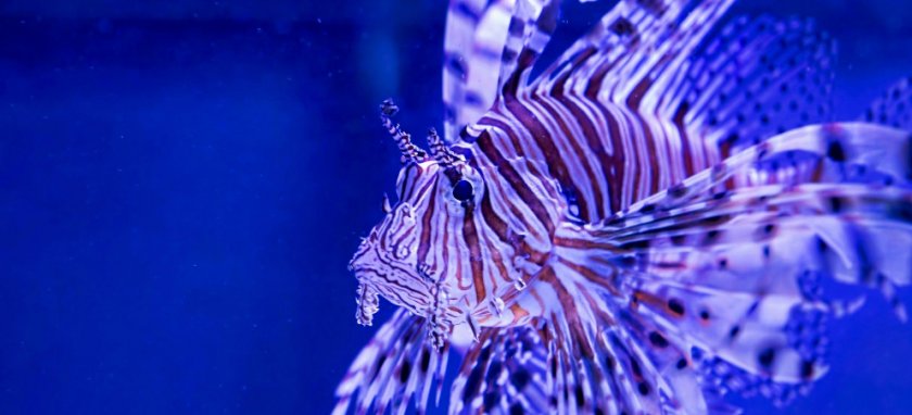 Крылатка Крылатка