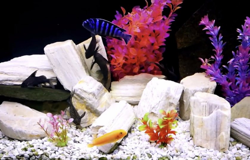 Цихлиды и синодонтисы в аквариуме Цихлиды и синодонтисы в аквариуме