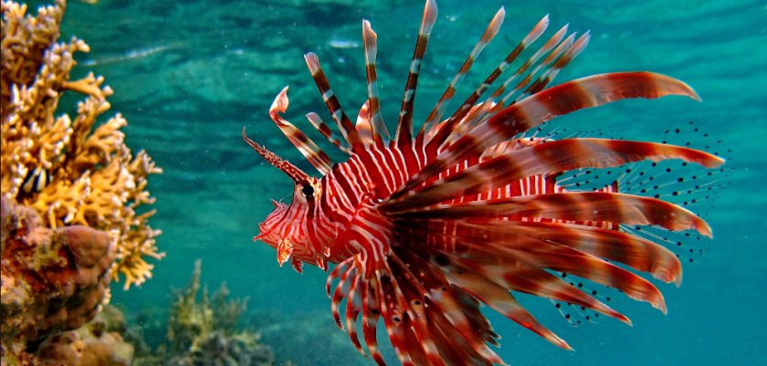 Крылатка Крылатка