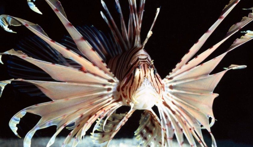 Крылатка Крылатка