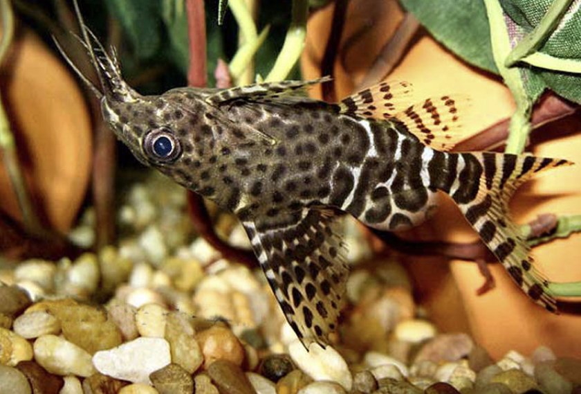 Сомик-перевертыш Сомик-перевертыш