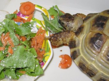 Чем кормить черепаху: особенности питания в домашних условиях и в природе