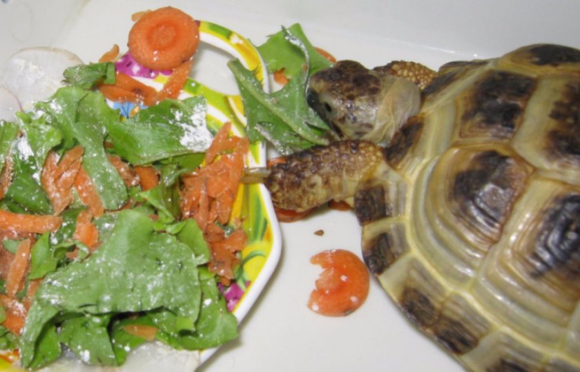 Кормление черепах