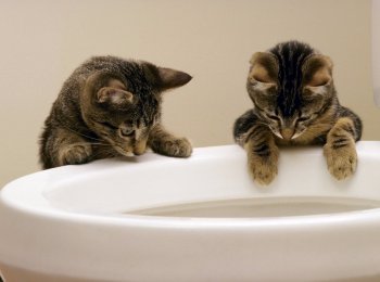 Учим кота ходить на унитаз