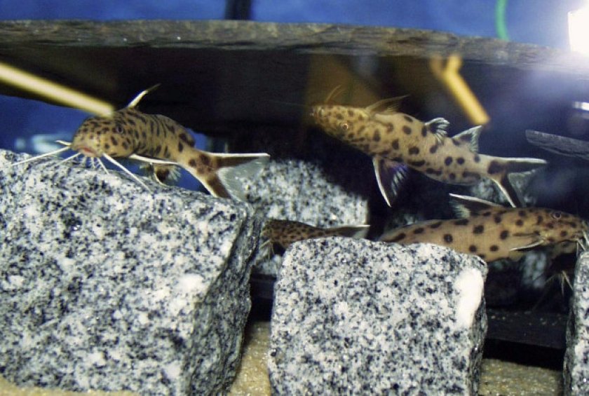 Сомик-перевертыш Сомик-перевертыш