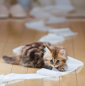 Учим кота ходить на унитаз