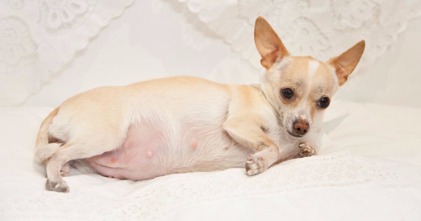 беременная собака