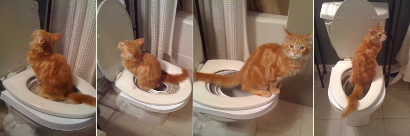 Учим кота ходить на унитаз