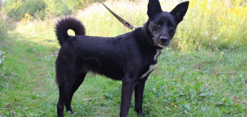 собака собака