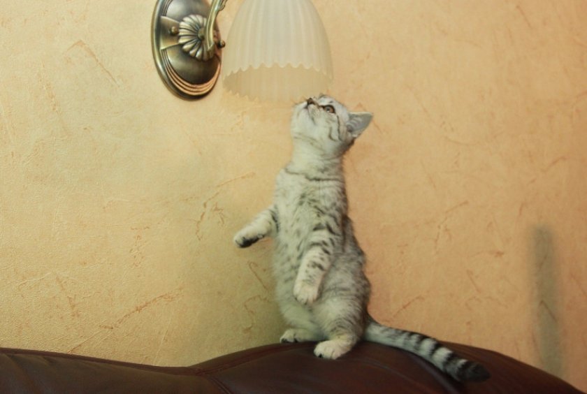 Cкоттиш-страйт