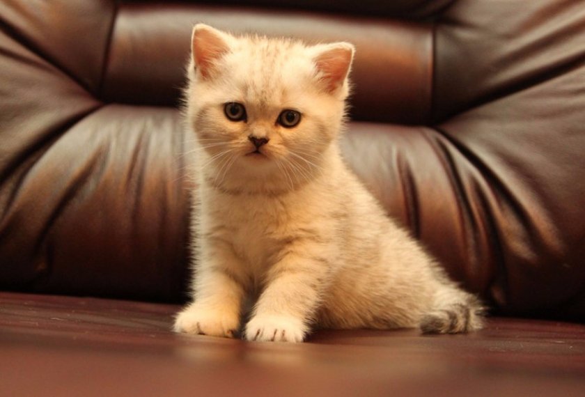 Cкоттиш-страйт