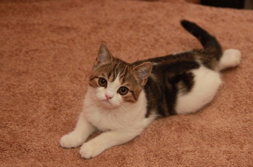 Cкоттиш-страйт