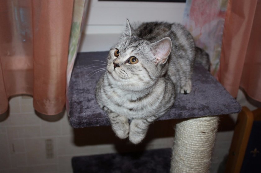 Cкоттиш-страйт