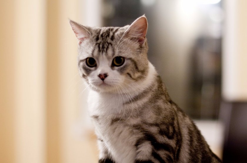 Cкоттиш-страйт