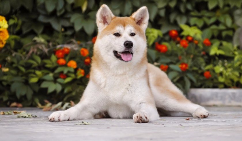 Акита-ину
