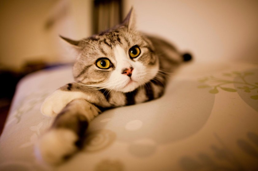 Cкоттиш-страйт