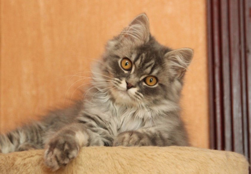 Cкоттиш-страйт