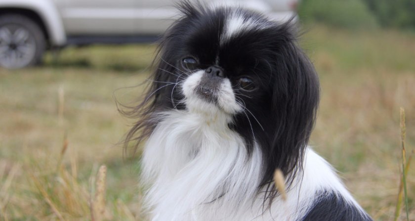 Японский хин