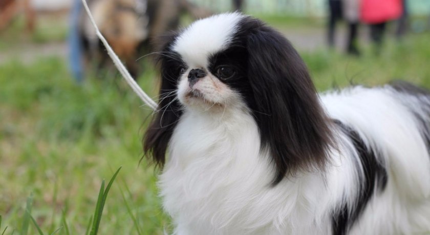 Японский хин