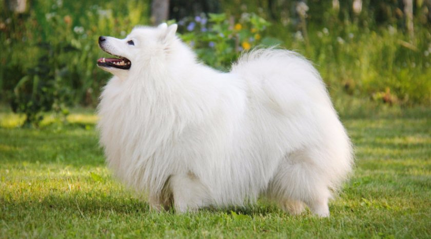 Японский шпиц