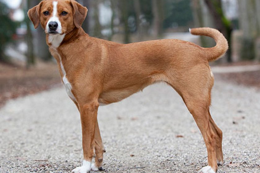 Австрийский пинчер