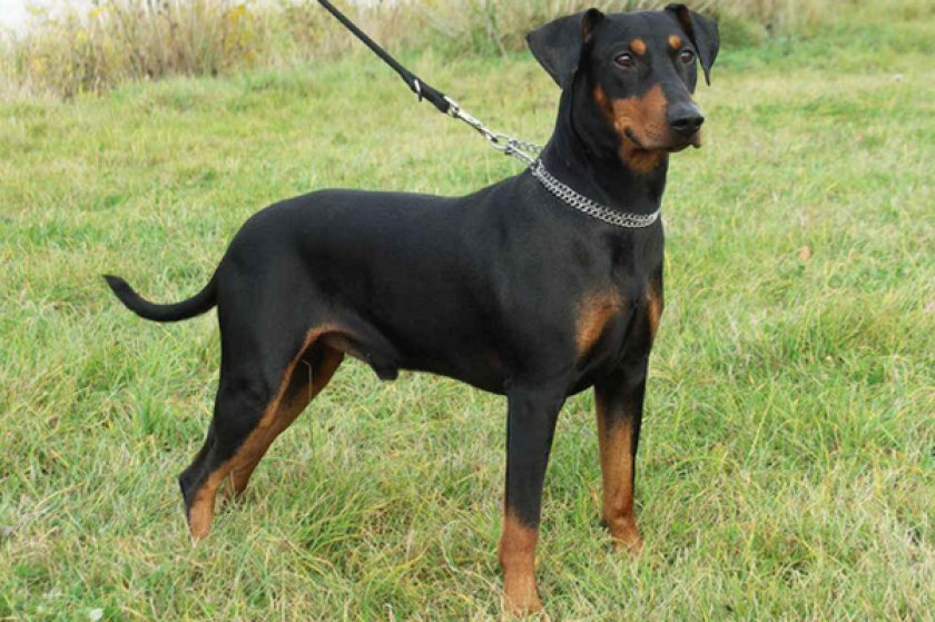 Немецкий пинчер