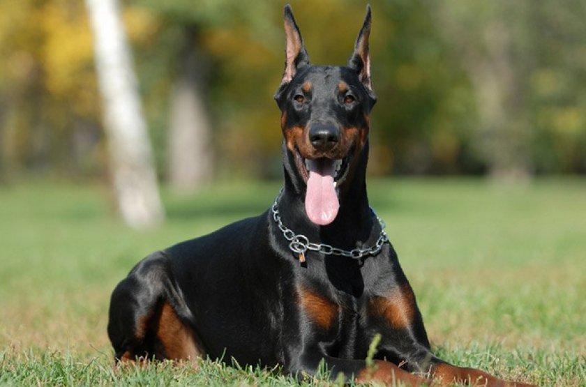 Доберман