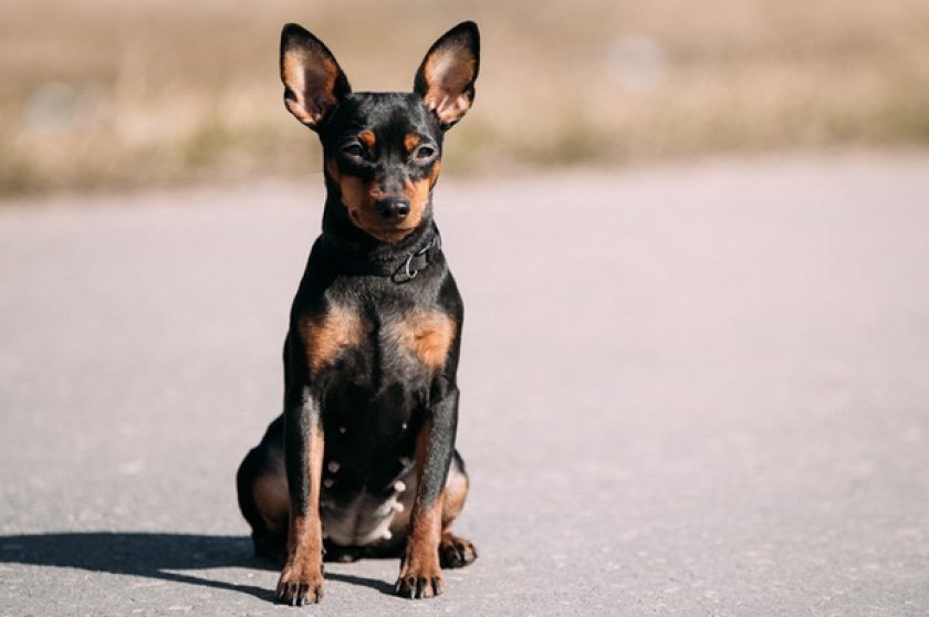 Карликовый