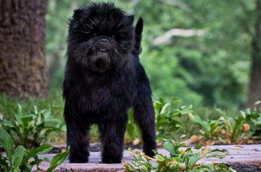 Аффенпинчер