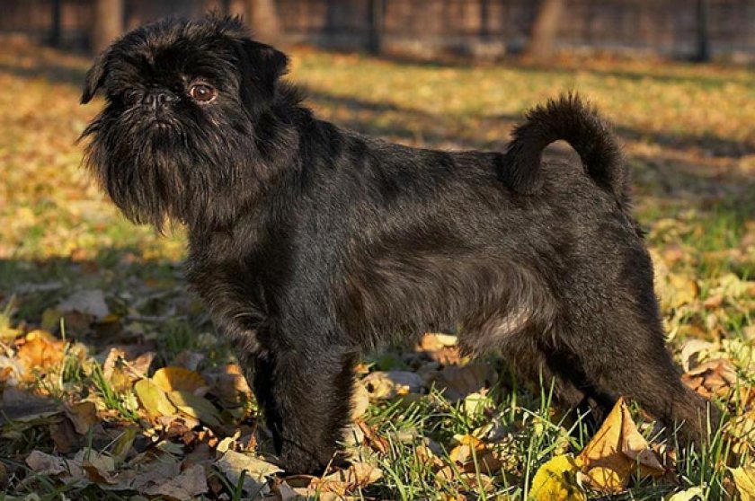 Аффенпинчер