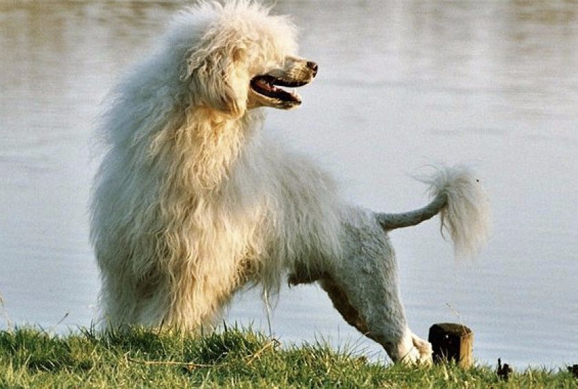 Порода португальский вассерхунд Порода португальский вассерхунд