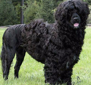 Португальский вассерхунд Португальский вассерхунд